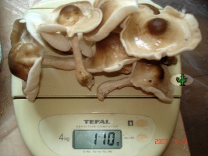 kostka grzybni shiitake dzień 9 - grzybobranie