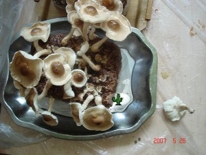 kostka grzybni shiitake dzień 10 uprawy